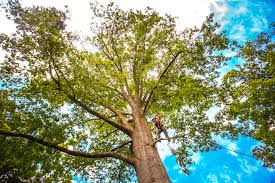 How Our Tree Care Process Works  in  Briarcliff Manor, NY
