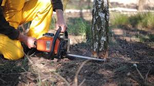 Briarcliff Manor, NY Tree Care Company